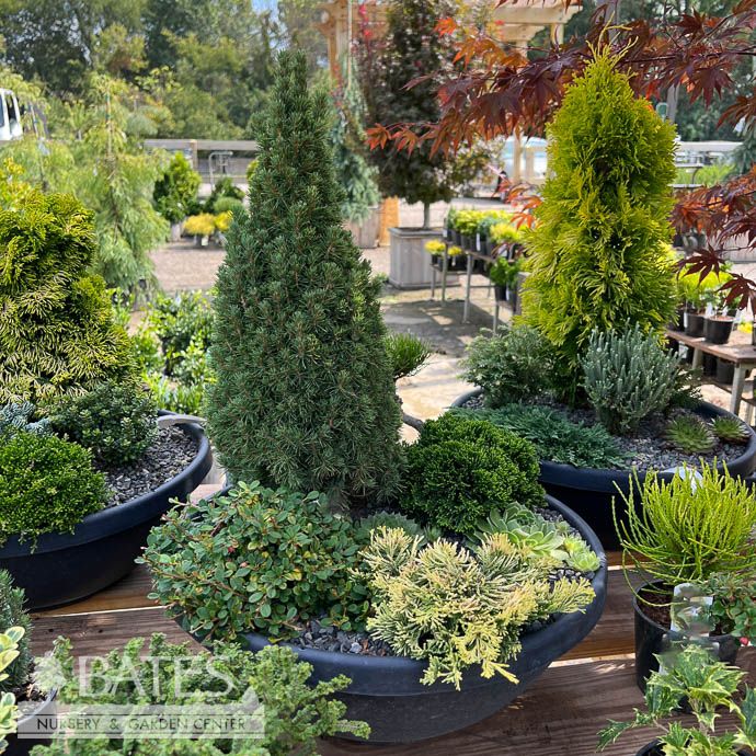 16P Iseli &#39;Jean&#39;s Dilly&#39; Color Bowl Patio Garden