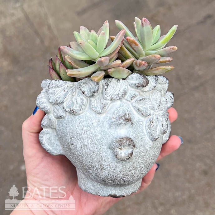 4.5P Eros Pot w/ Succulents