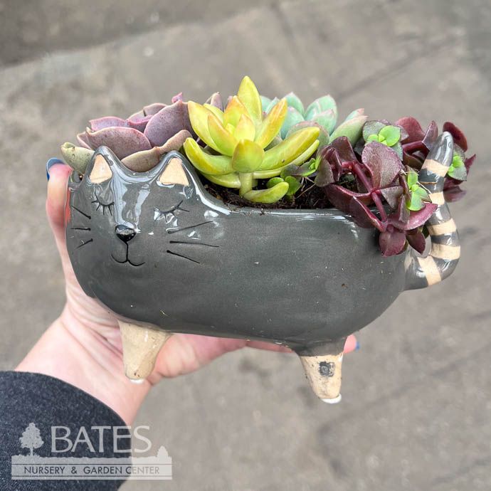 6P Ceramic Oval Cat w/ Succulents