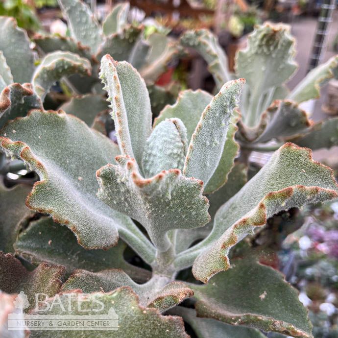 6p! Kalanchoe Beharensis Fang /Succulent Tropical
