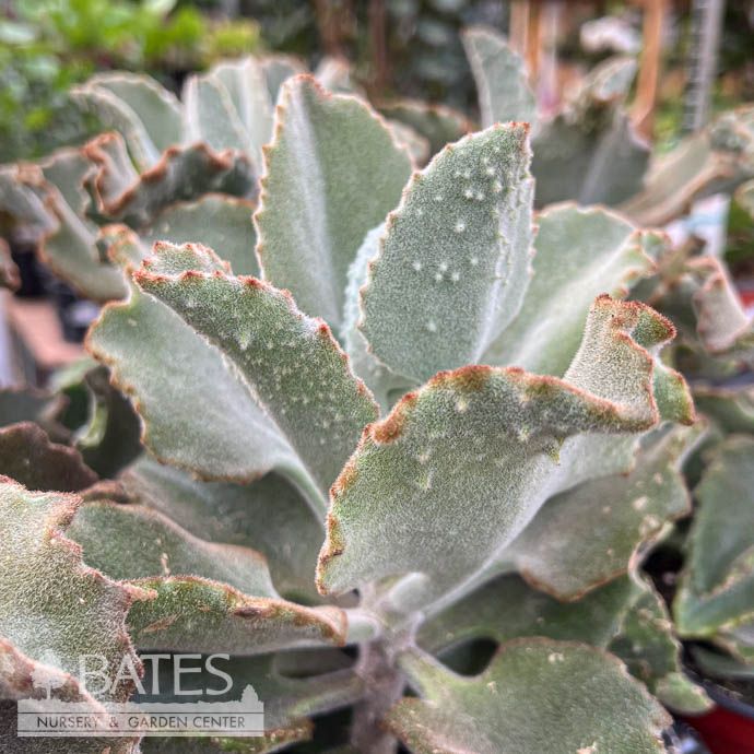 6p! Kalanchoe Beharensis Fang /Succulent Tropical