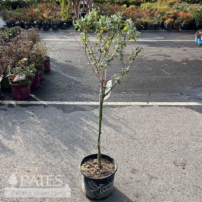 Topiary Patio Tree #3 Buddleia True Blue/ Butterfly Bush