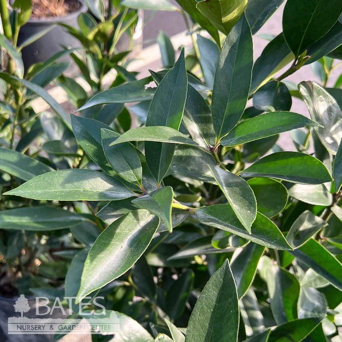 #7 Ilex x SL Screen Play/ Columnar Holly (self-fertile)