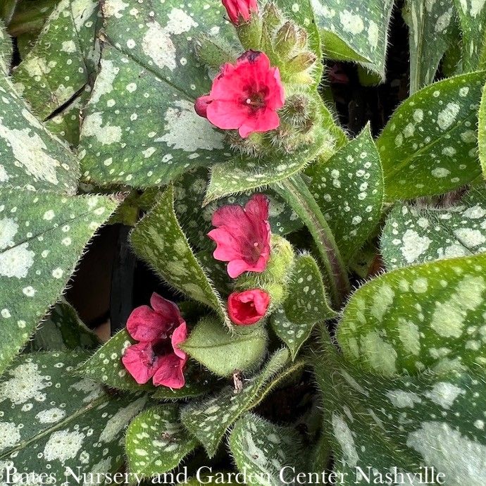 #1 Pulmonaria Shrimps on the Barbie/ Lungwort