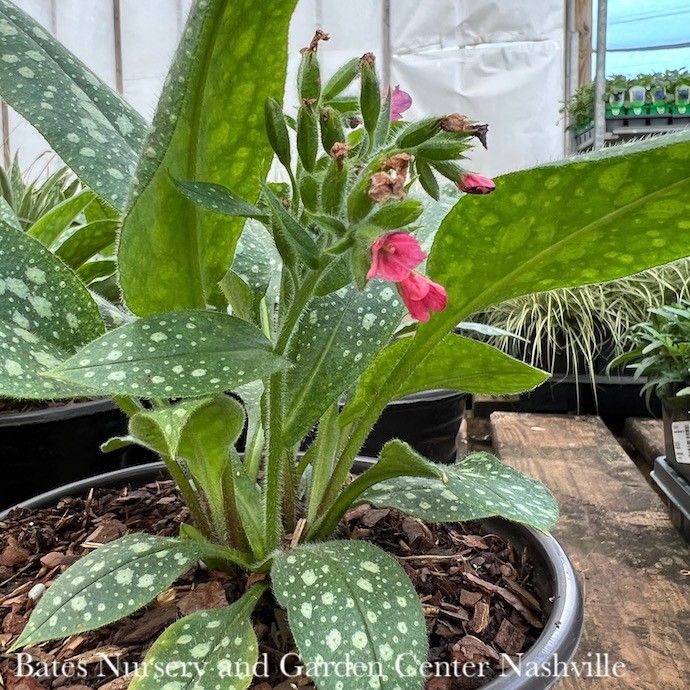 #1 Pulmonaria Shrimps on the Barbie/ Lungwort