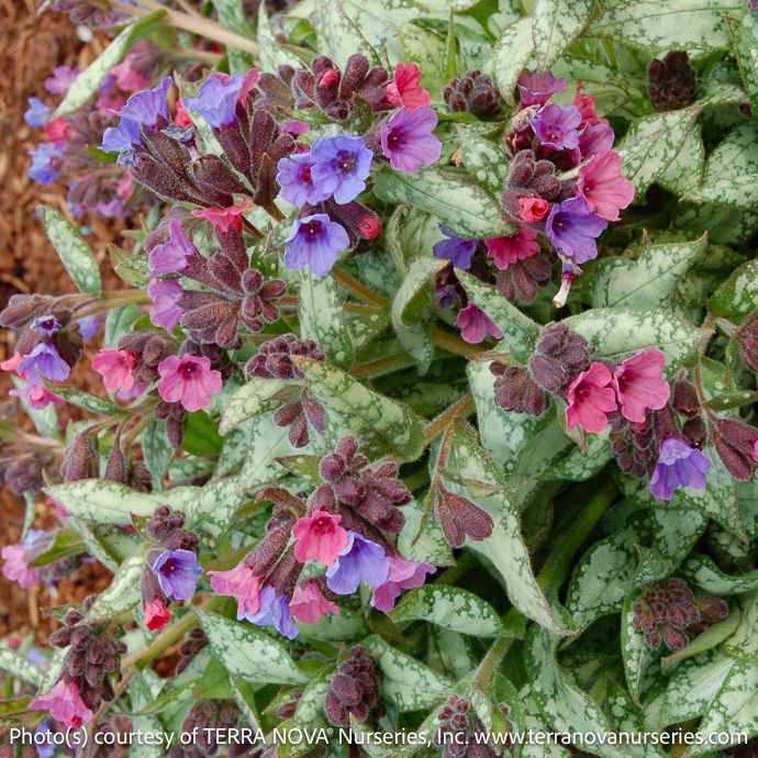 #1 Pulmonaria High Contrast/ Lungwort