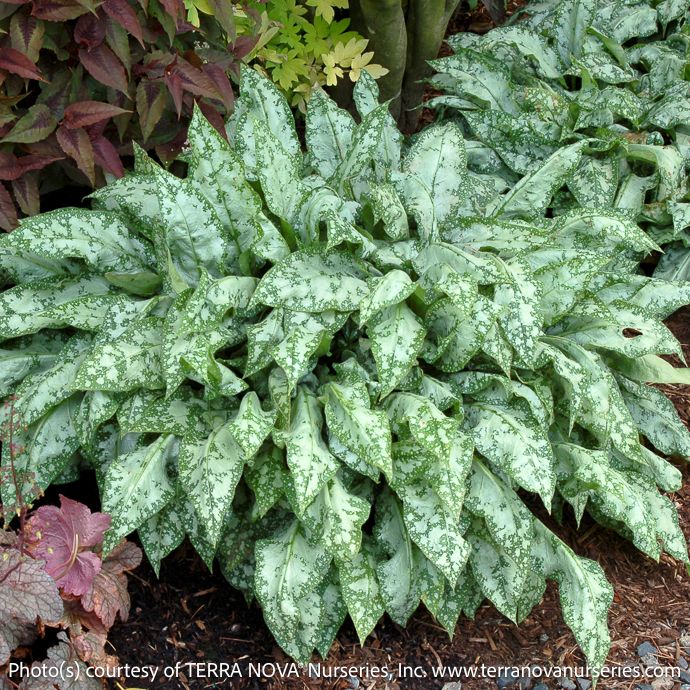 #1 Pulmonaria High Contrast/ Lungwort