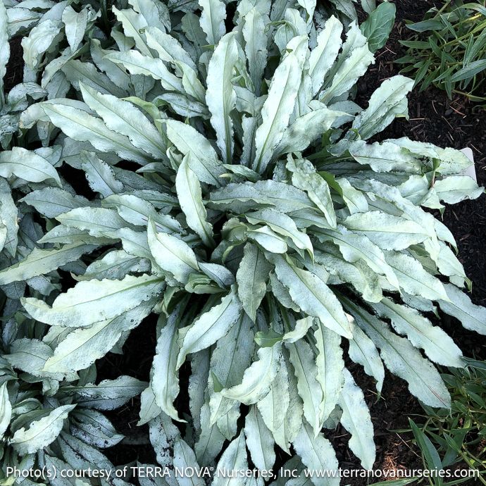 #1 Pulmonaria Silver Scimitar/ Lungwort