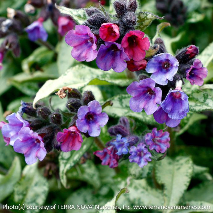 #1 Pulmonaria Silver Scimitar/ Lungwort