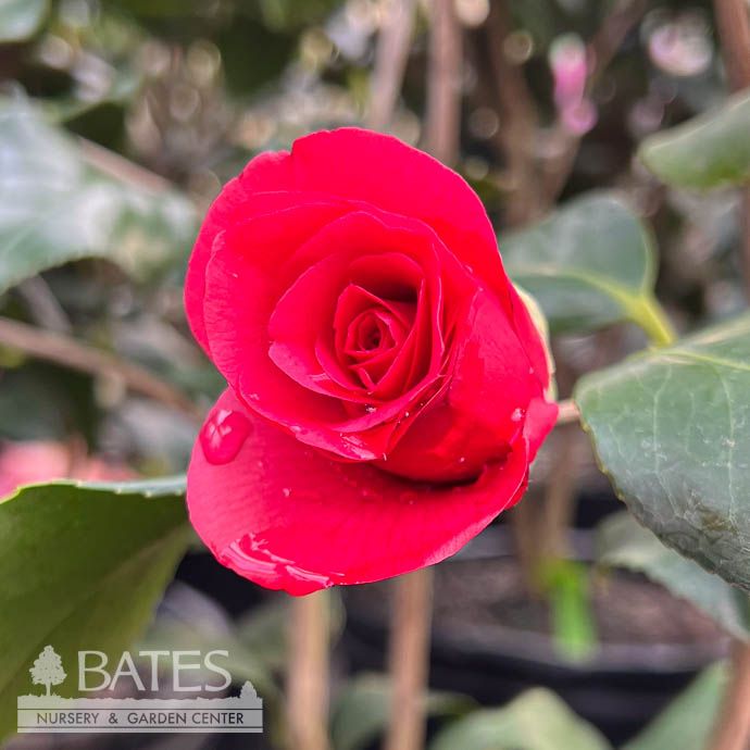 #3 Camellia japonica Rose Dawn/ Pink - No Warranty