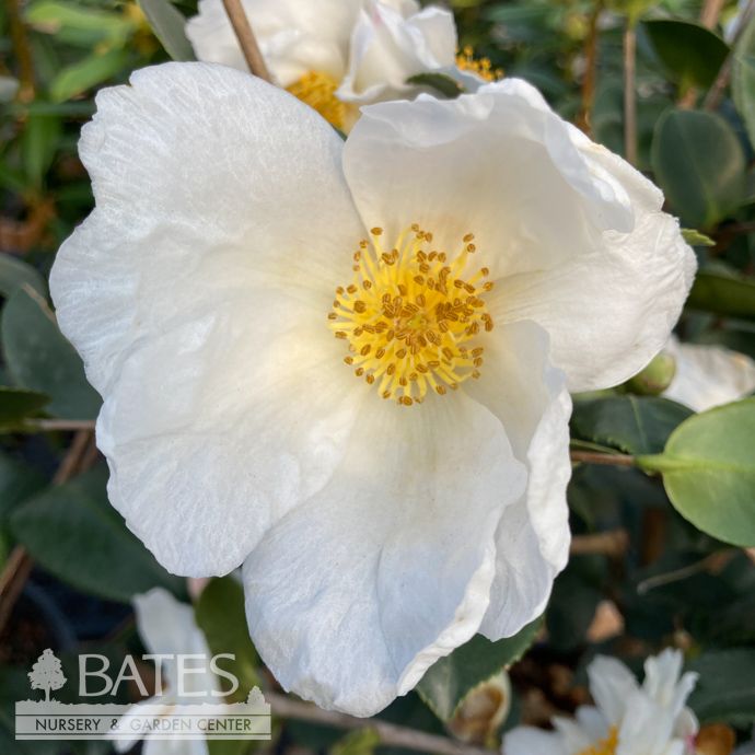 #3 Camellia x Northern Exposure/ White Single - No Warranty
