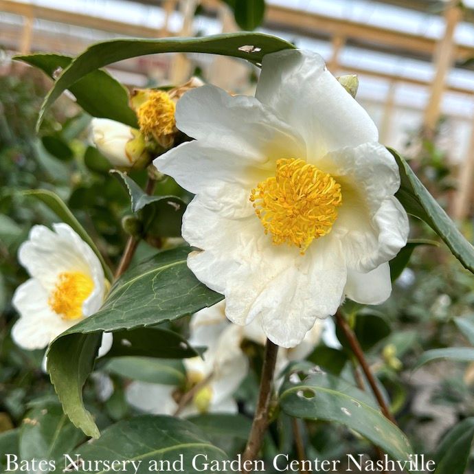 #3 Camellia x Northern Exposure/ White Single - No Warranty
