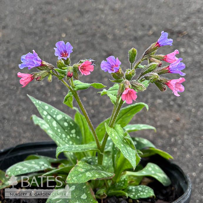 #1 Pulmonaria Celebration (Celeration)/ Lungwort