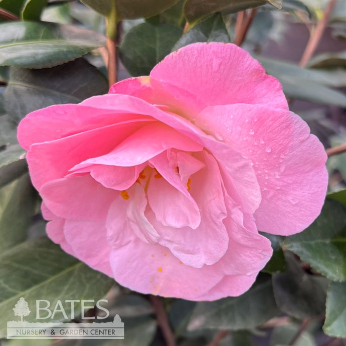 #3 Camellia japonica Ice Angels &#39;April Remembered&#39;/ Pink - No Warranty