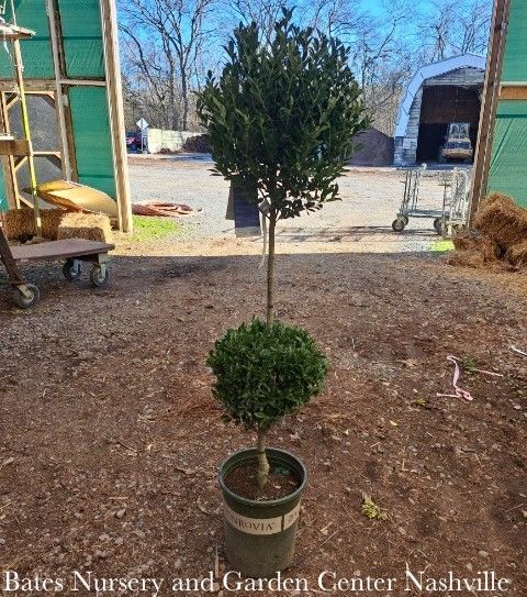 Topiary 2 Ball Poodle #5 Ilex x Emerald Colonnade/ Holly (male)