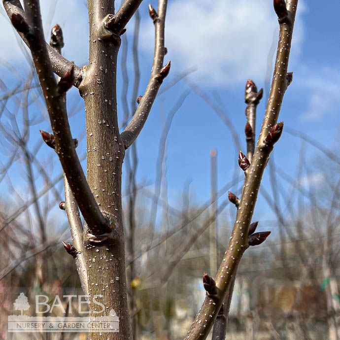 #15 Liquidambar sty Silver King/ Variegated Sweetgum Native (TN)