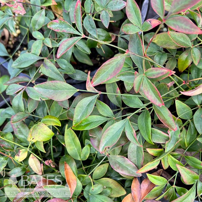 #1 Nandina dom Sunset Boulevard/ Dwarf Heavenly Bamboo