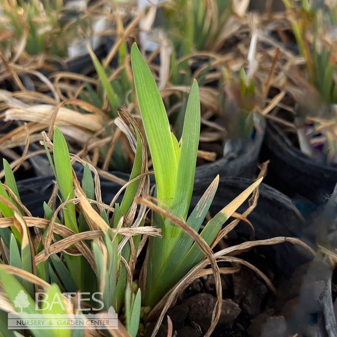 #1 Iris versicolor/ Northern Blue Flag Native (R)