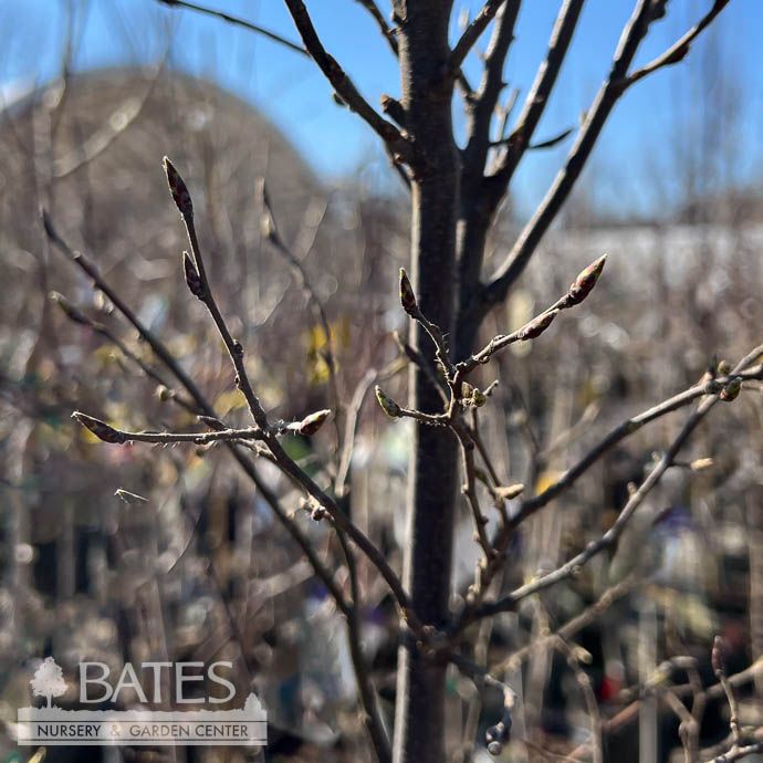 #7 Carpinus betulus Lucas/ Columnar Hornbeam