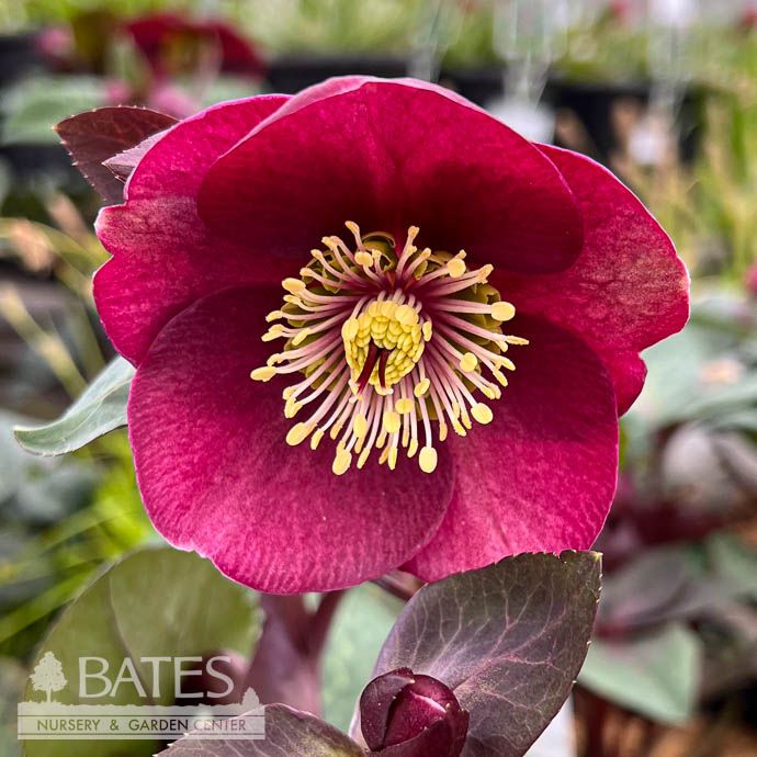 #1 Helleborus Frostkiss &#39;Vibey Velvet&#39;/ Red Lenten Rose