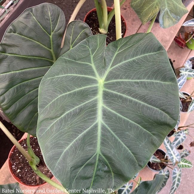 6p! Alocasia Regal Shield / Elephant Ear Dark Green /Tropical