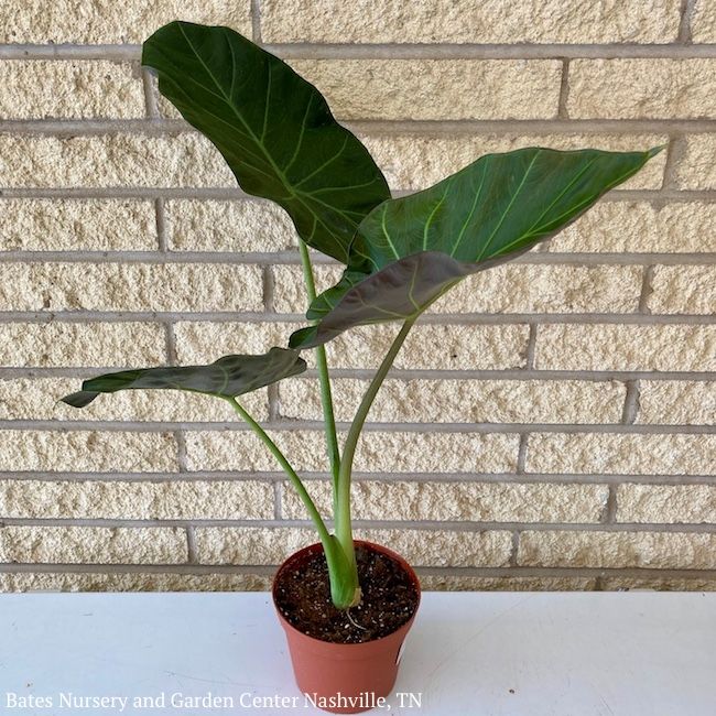 6p! Alocasia Regal Shield / Elephant Ear Dark Green /Tropical