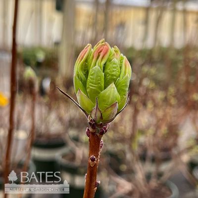2 Azalea Exbury Golden Flare/Deciduous