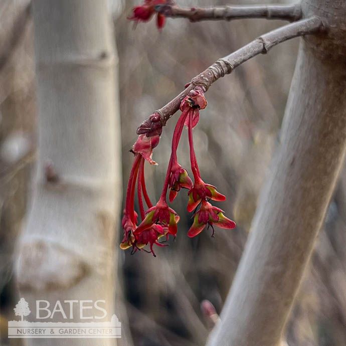 2&quot; caliper Acer rub Red Sunset/ Red Maple Native (TN)