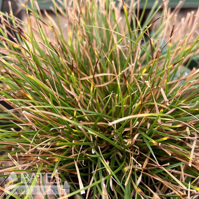 4P Grass Carex rosea/ Rosy Sedge Native (TN)