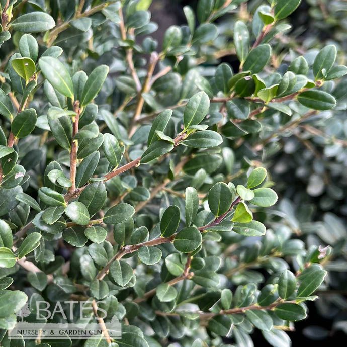 #3 Ilex cren Winterscape &#39;Chilly Willy&#39;/ Compact Japanese Holly