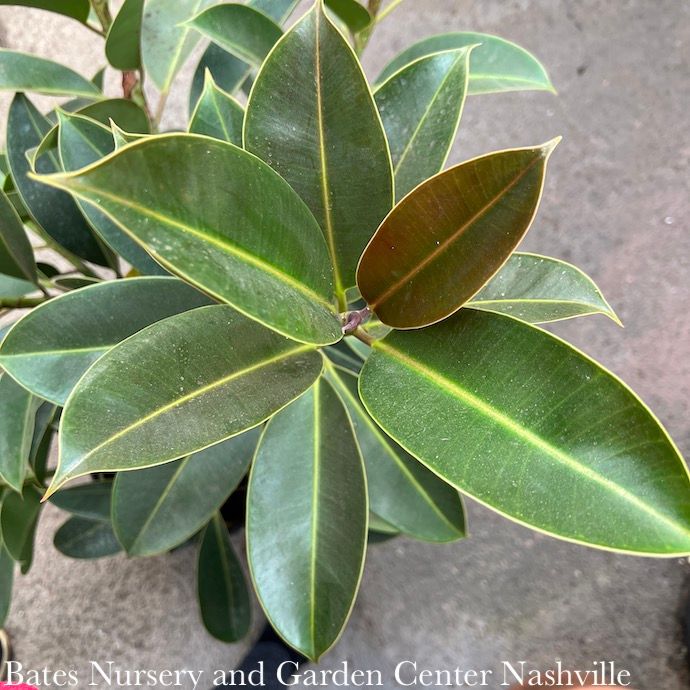 10p! Ficus Elastica Melany STD/ RubberTree /Tropical