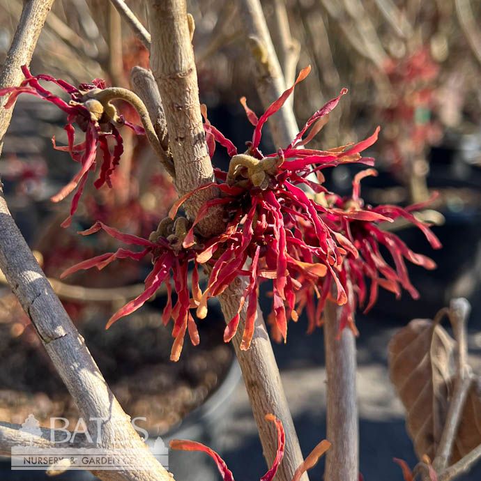 #5 Hamamelis x Carmine Red/ Witch Hazel