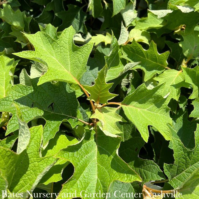 #3 Hydrangea quer Toy Soldier/ White Oakleaf Native (TN)