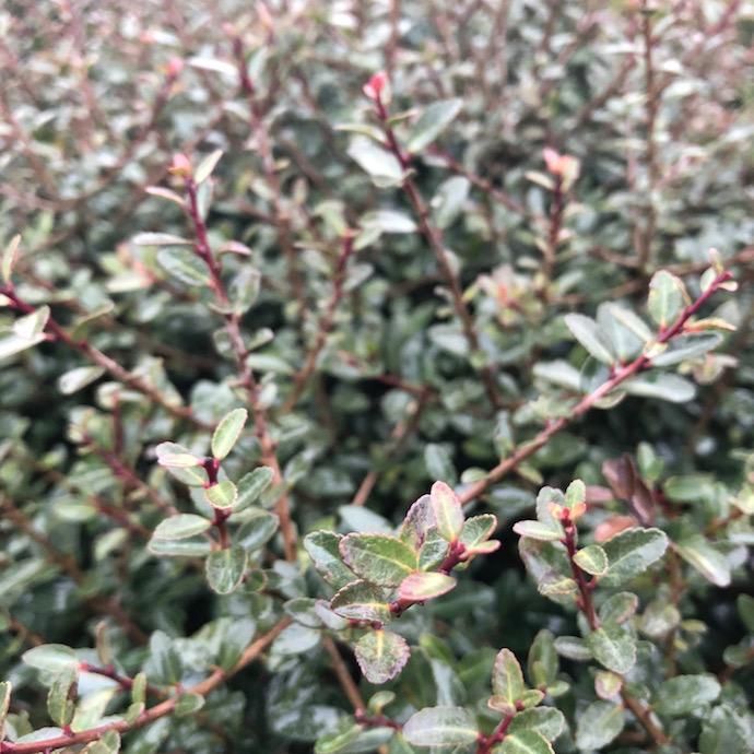#3 Ilex vom Schillings Dwarf/ Yaupon Holly (male) Native (R)