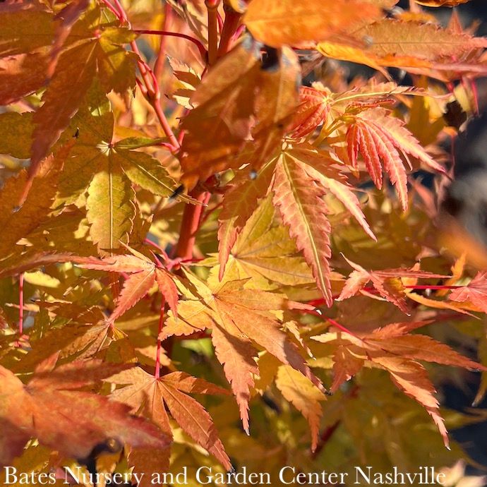 8-9ft Acer pal Sango kaku/ Upright Coral Bark Japanese  Maple