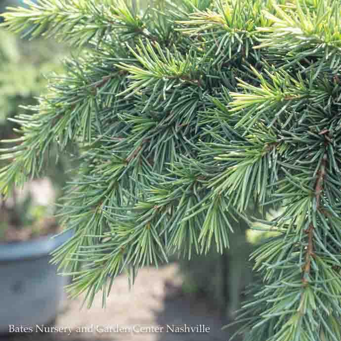 #6 Cedrus deo Devinely Blue/ Deodar Cedar