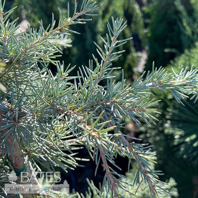 6-7&#39; Cedrus deo Karl Fuchs/ Deodar Cedar
