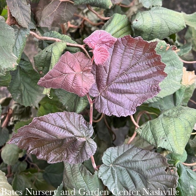 #10 Corylus ave Red Dragon/ Purple Leaf Contorted Filbert Bush Form