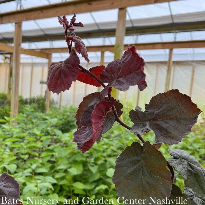 #10 Corylus ave Red Dragon/ Purple Leaf Contorted Filbert Bush Form
