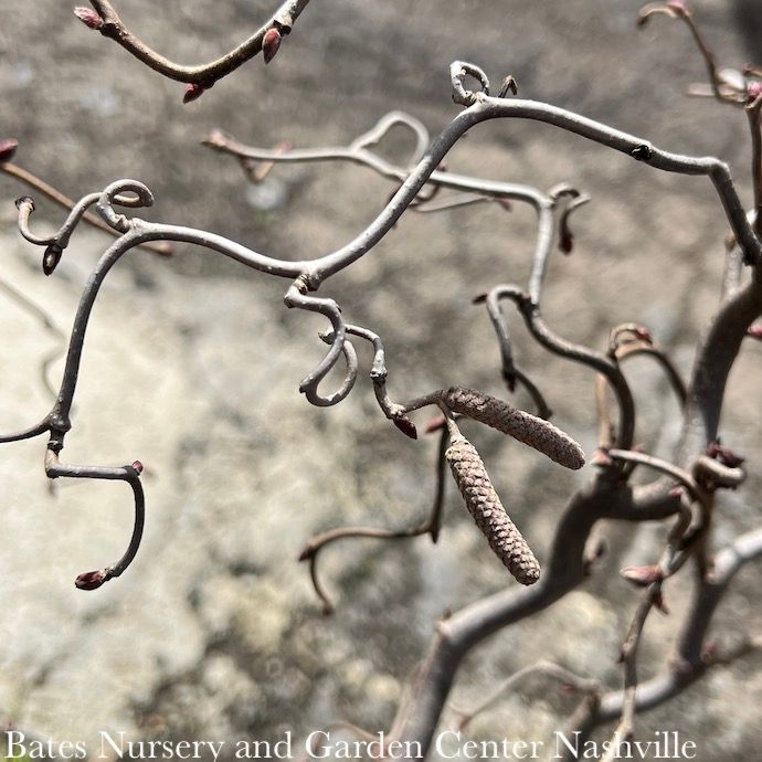 #10 Corylus ave Red Dragon/ Purple Leaf Contorted Filbert Bush Form