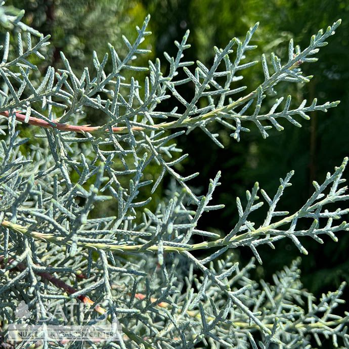 #15 Cupressus arizonica Blue Ice/ Blue Arizona Cypress