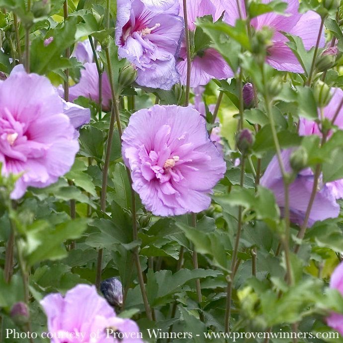 Topiary Patio Tree #6 Hibiscus syr PW Lavender Chiffon/ Rose Of Sharon/ Althea