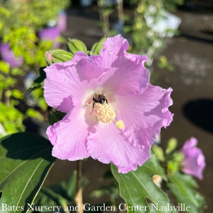 Topiary Patio Tree #10 Hibiscus sp PW Pollypetite/ Dwarf Lavender-pink Rose of Sharon/ Althea