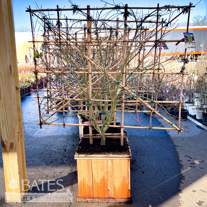 Topiary Screen #20 Boxed Acer pal Orange Flame/ Japanese Maple