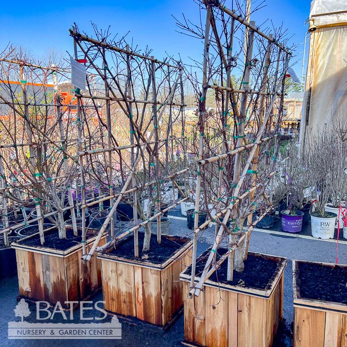 Topiary Espalier  #20 Boxed Acer pal Bloodgood/ Red Upright Japanese Maple