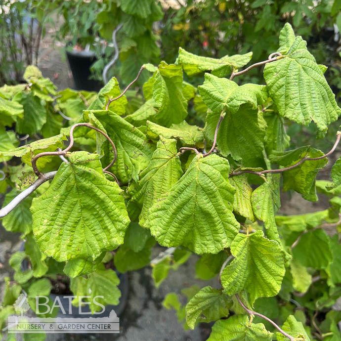 #6 Corylus av Contorta/ Harry Lauder&#39;s Walking Stick, Contorted Filbert Bush Form