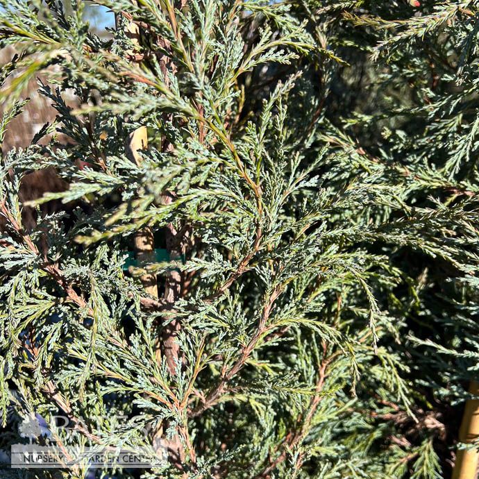 #6 Juniperus scop Woodward/ Columnar Juniper