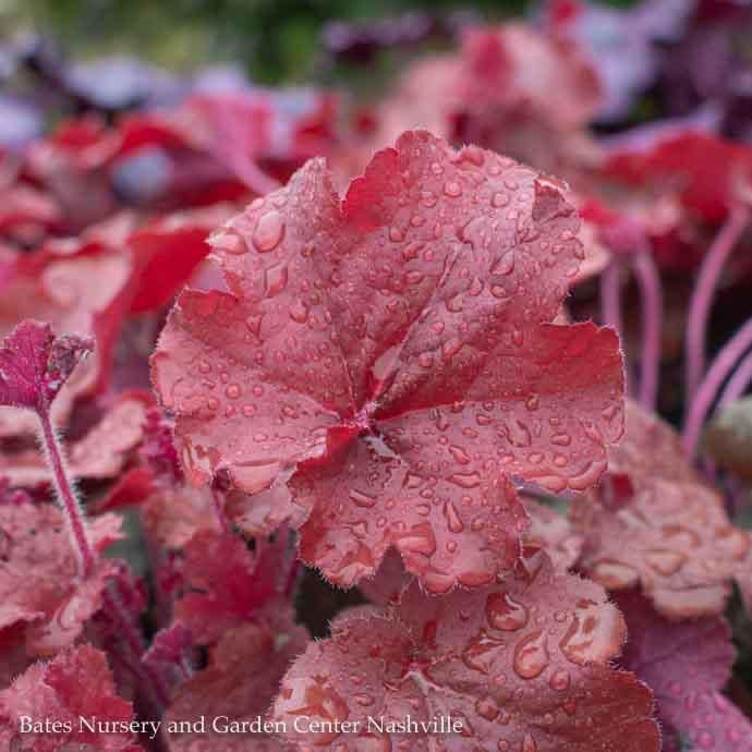 #1 Heuchera x rich Northern Exposure &#39;Red&#39;/ Coral Bells