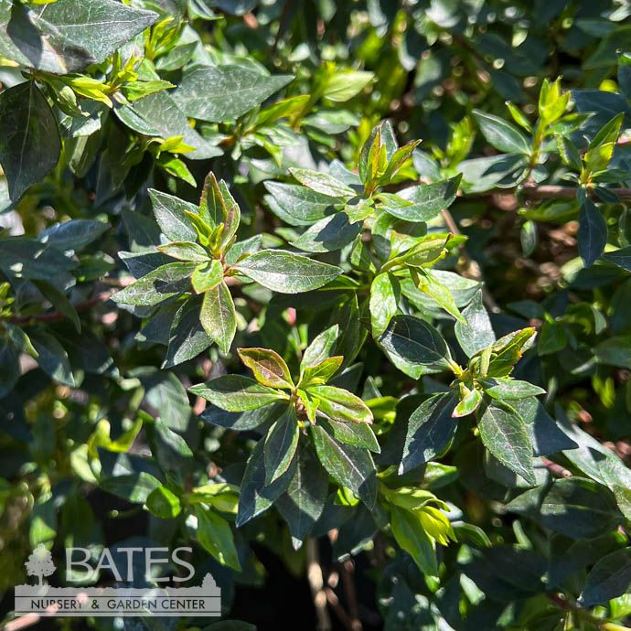 #5 Abelia x grand Sherwoodii/ White and Pale Pink