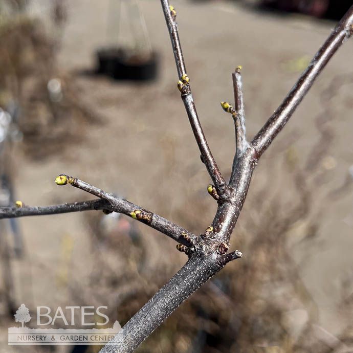 #7 Cercis can White Pom Poms/ Redbud Native (TN)